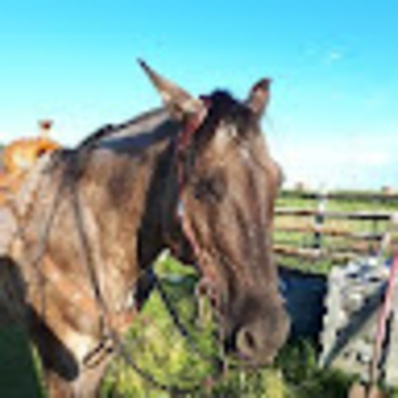 Meet your Posher, Hazel - Picture 1 of 1